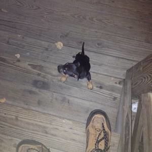 Meet your Posher, Devon